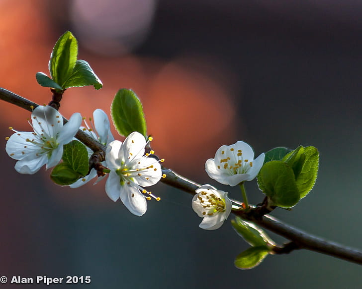 selective focus photography of white Cherry Blossom flower, Spring, HD wallpaper