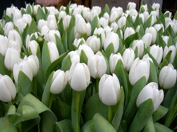 white tulip flowers, tulips, spring, beauty, herbs, nature, springtime, HD wallpaper