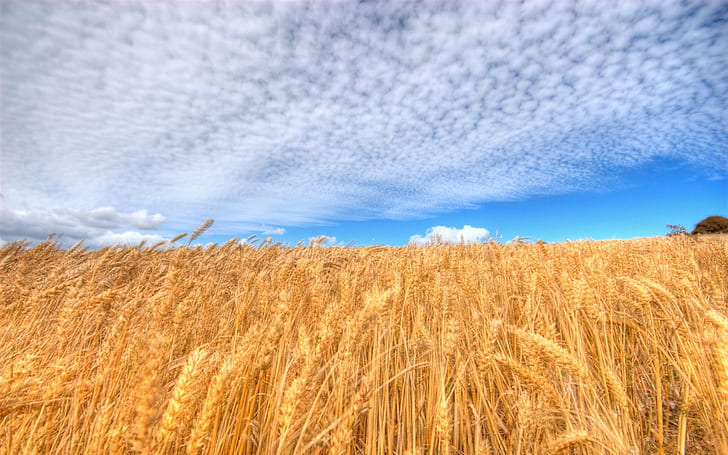 nature, landscape, wheat, clouds, sky, field, cyan, crops, yellow