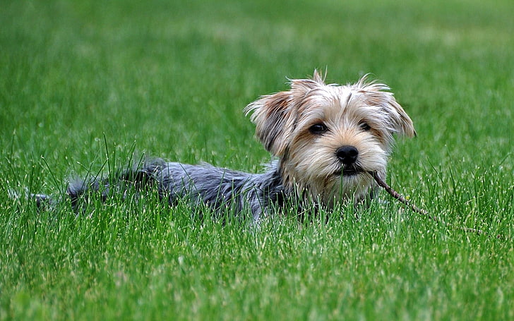 adult black and tan Yorkshire terrier, dog, grass, walk, pets
