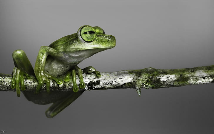 Little green frog, green tree frog, animals, 1920x1200, HD wallpaper