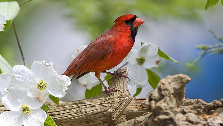 selective focus photography of Northern cardinal bird perching on branch of tree between white petaled flowers during daytime