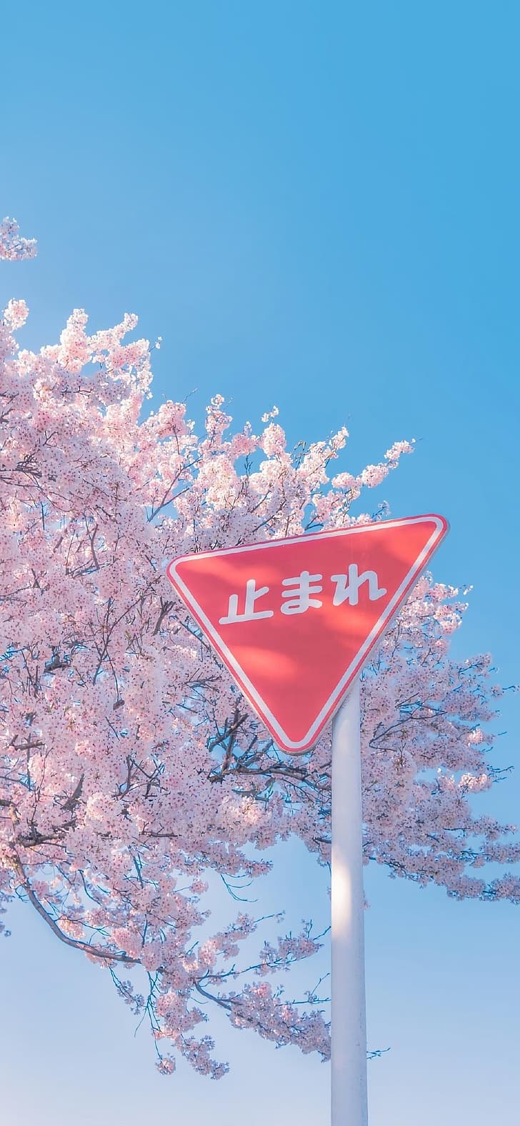 粉色樱花, 红色路牌, HD wallpaper