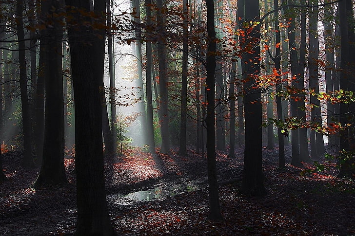 landscape, nature, forest, mist, path, leaves, fall, sun rays, HD wallpaper
