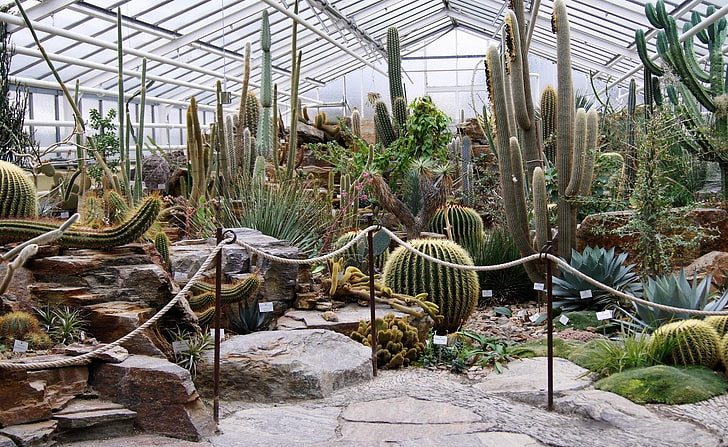 cactus plant lot, greenhouse, different, much, exhibition, nature, HD wallpaper