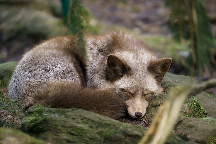 fox, animals, sleeping, HD wallpaper