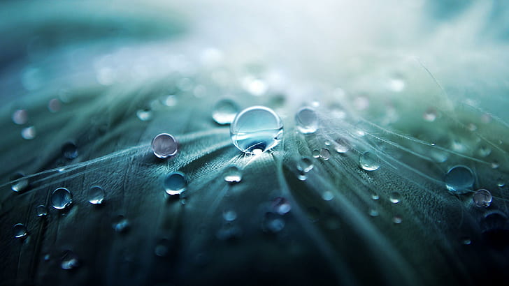 macro photography, drop, waterdrops, droplets, leaf, bluish, HD wallpaper