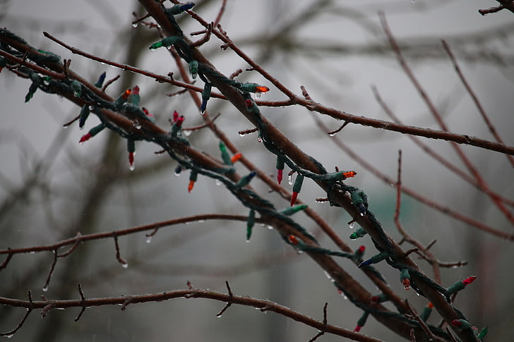 rain, tree, branch, plant, focus on foreground, winter, growth