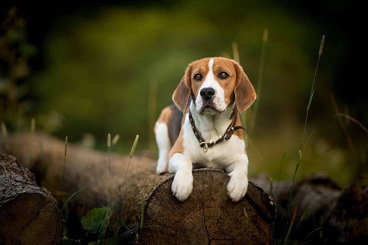 Dogs, Beagle, Pet, HD wallpaper