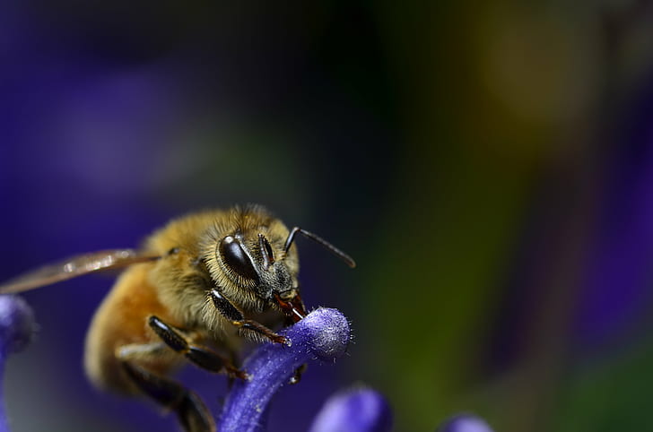 macro photography of bee on purple flower, honey bee, aquilegia, honey bee, aquilegia, HD wallpaper