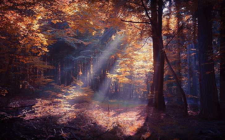 orange leafed trees, sun rays passing through trees, nature, landscape, HD wallpaper