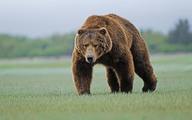 brown bear, bears, nature, animals, Grizzly bear, Grizzly Bears