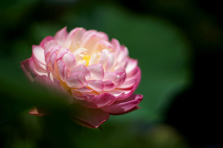 selective focus photography of pink Waterlily flower, nature, HD wallpaper