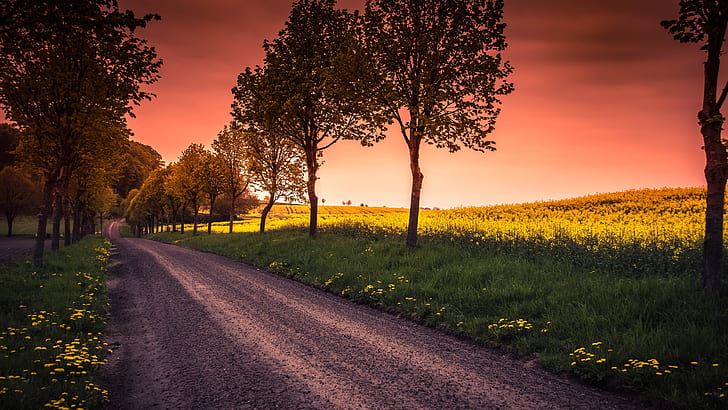 dirt road, field, tree lane, canola field, evening, sunset, HD wallpaper