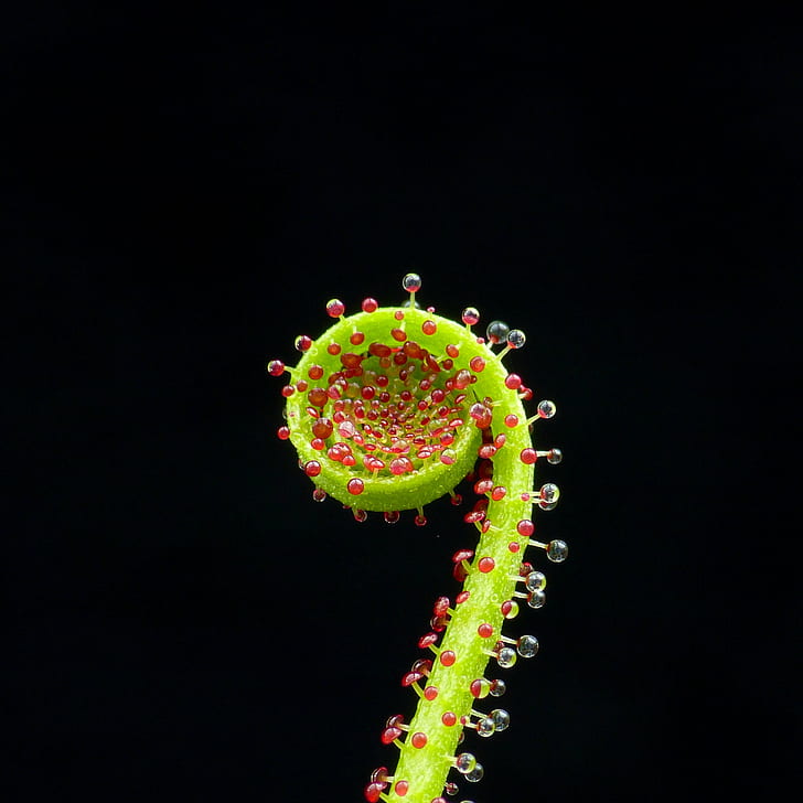 macro shot photo of green plant, Sticky fingers, pine, carnivorous plant, HD wallpaper