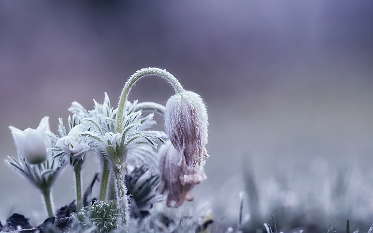 ice, cold, flowers, plants, winter, nature, flowering plant, HD wallpaper