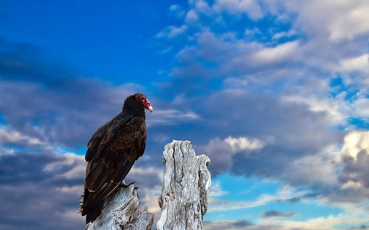 A bird, blue sky, brown vulture