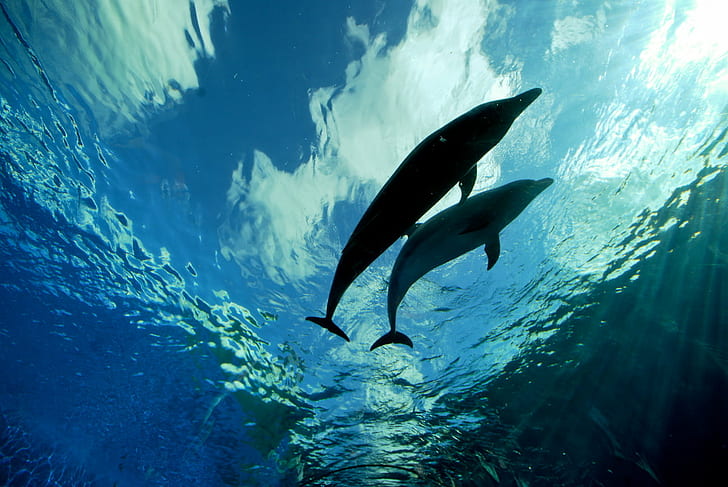 two dolphins under body of water, Blue Dolphin, Love, Blue  Dolphin, HD wallpaper
