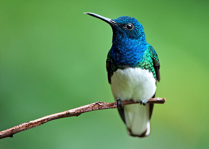 shallow focus of blue and white bird on brown wooden stick, white-necked jacobin, white-necked jacobin