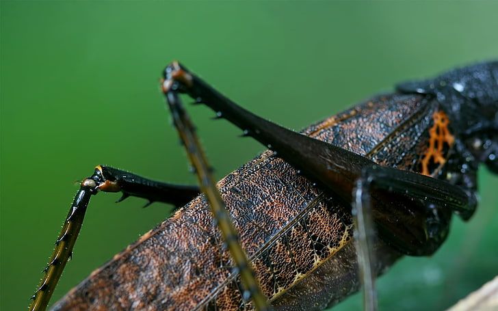 brown and black grasshopper, legs, torso, insect, invertebrate