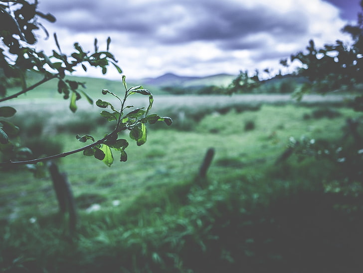 shallow focus photography of green leaves, blurred, landscape, HD wallpaper