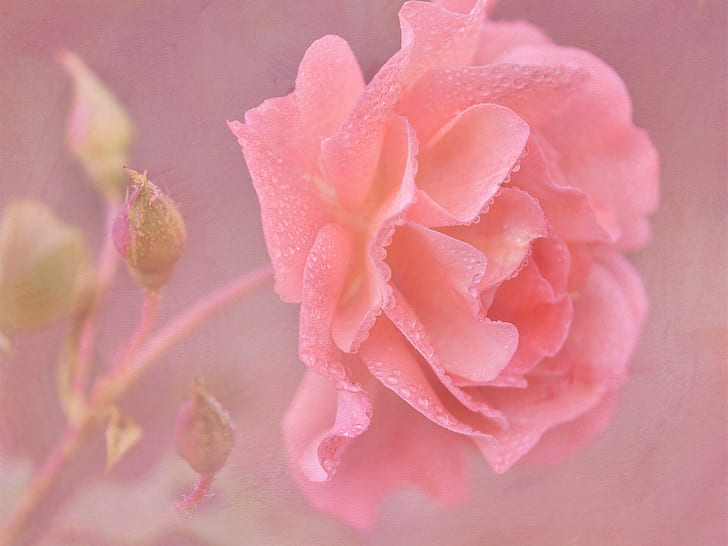 Pink rose flower close-up, water drops, HD wallpaper