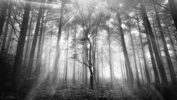 gray scale photography forest, land, mystic, beauty, traveller