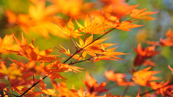 maple leaves, branch, autumn, leaf, nature, yellow, tree, orange Color