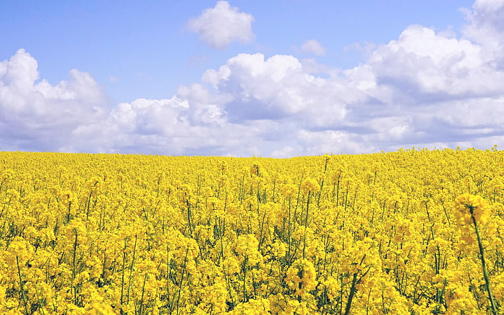 yellow, flower, jeju, nari, landscape, beauty in nature, sky, HD wallpaper