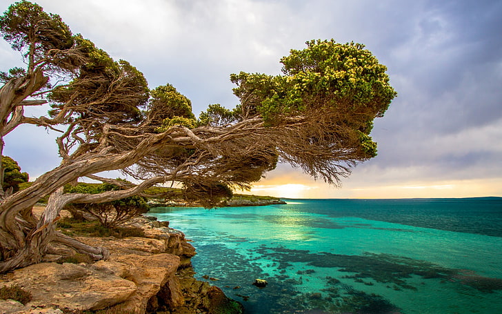 tree on rock cliff beside shore at daytime, nature, landscape