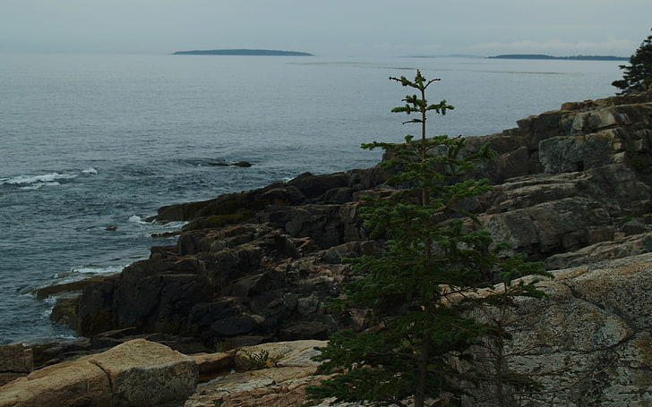 Acadia Atlantic The Lonely Pine Nature Oceans HD Art, mountain, HD wallpaper
