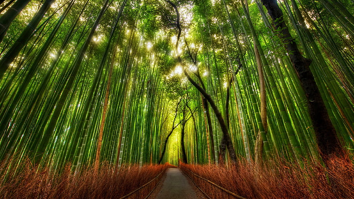 photography of green bamboo and trees during daytime, forest