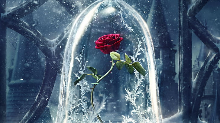 red, rose, Beauty and the Beast, best movies