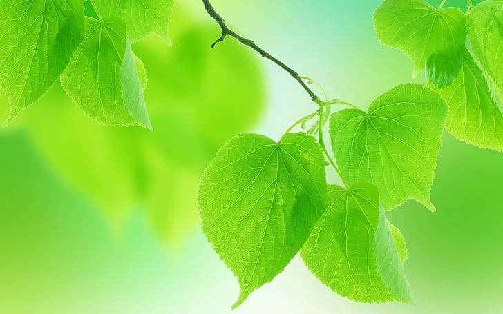 HD wallpaper: Summer green leaves close-up, blurred background | Wallpaper  Flare