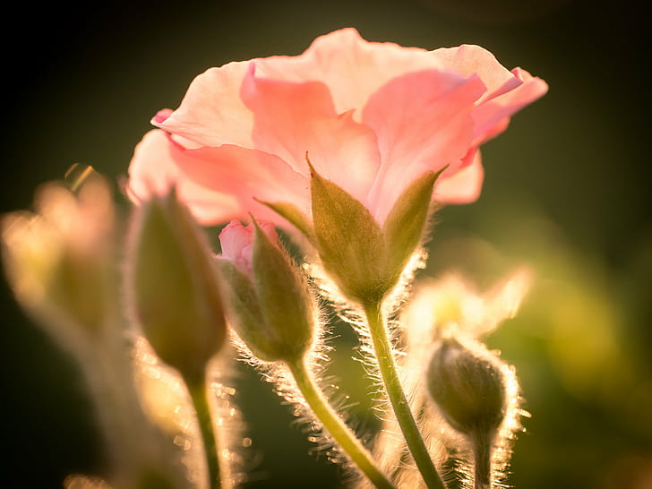photography of flower, geranium, geranium, Blume, Panasonic Lumix G5, HD wallpaper