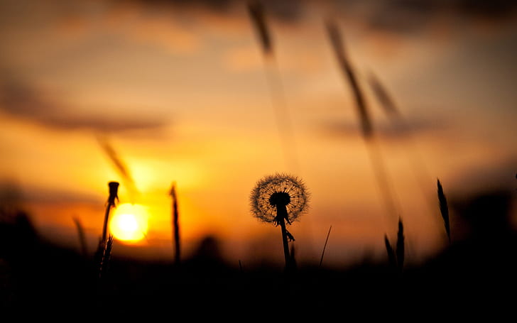 Nature sunset, grass, dandelion, silhouette, red sky, silhouette of flower