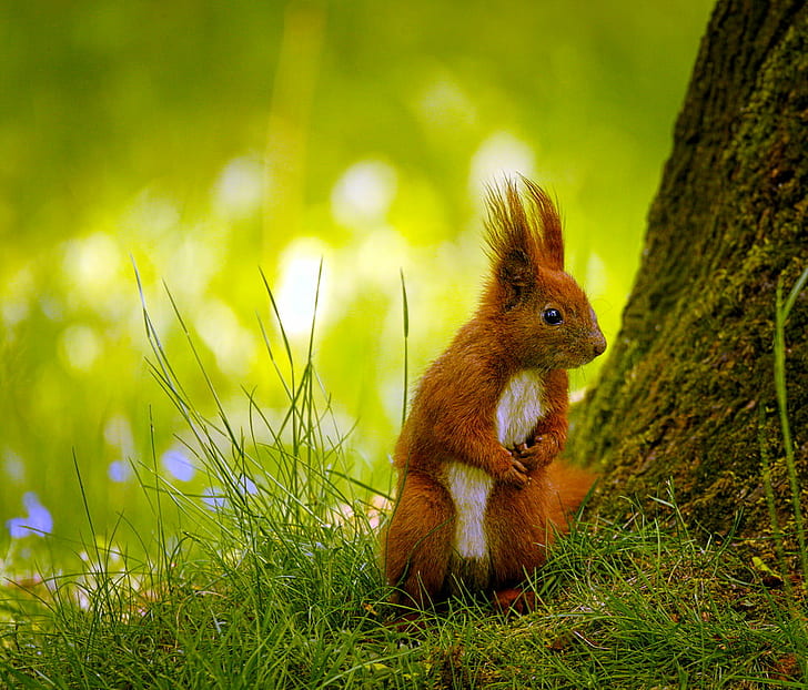 orange and white squirrel on green grass, squirrel, Angry, Sciurus vulgaris, HD wallpaper