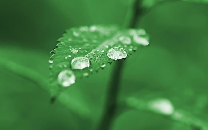 Green Nature Leaves Plants Water Drops Dew Free Desktop Background, HD wallpaper