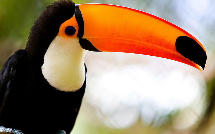 toucans, birds, HD wallpaper
