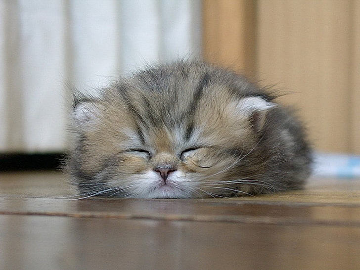 brown and gray Persian kitten, cat, closed eyes, animals, mammal, HD wallpaper