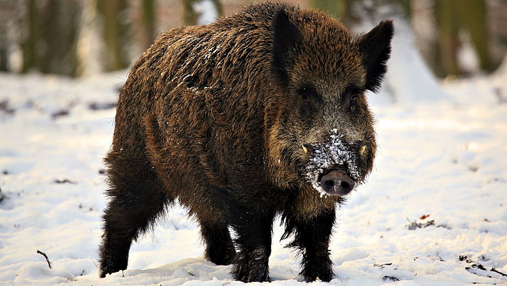 brown wild boar, fangs, piglet, snow, winter, animal, nature, HD wallpaper