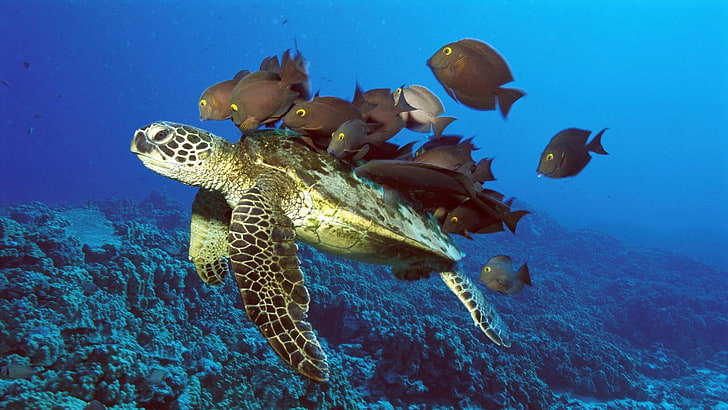 sea turtle, underwater turtle, fish, reef, animal, nature, scuba Diving