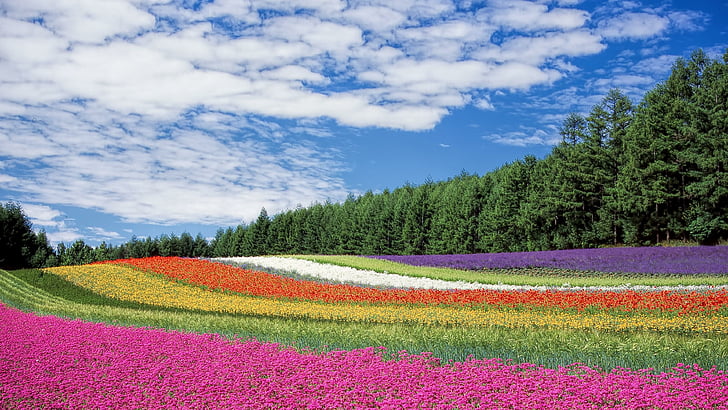 hokkaido, japan, flowers, colors, field, sky, asia