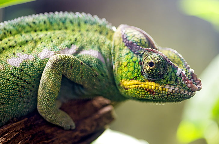 green chameleon, panther chameleon closeup photography, nature, HD wallpaper