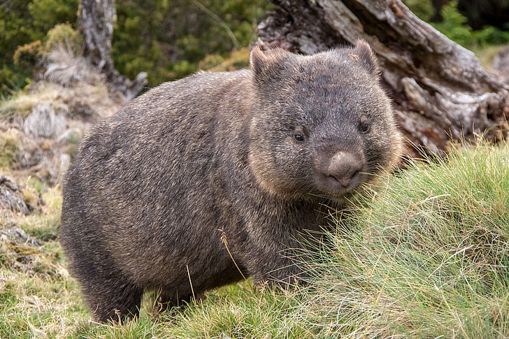 Wombat, animals, mammals, HD wallpaper
