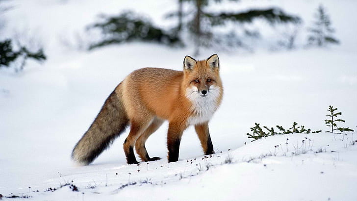 HD wallpaper: winter season snow red animals wildlife foxes 1920x1080  Nature Winter HD Art | Wallpaper Flare