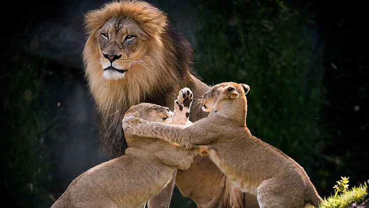 lion cub, fight, wildlife, terrestrial animal, mammal, cubs, HD wallpaper