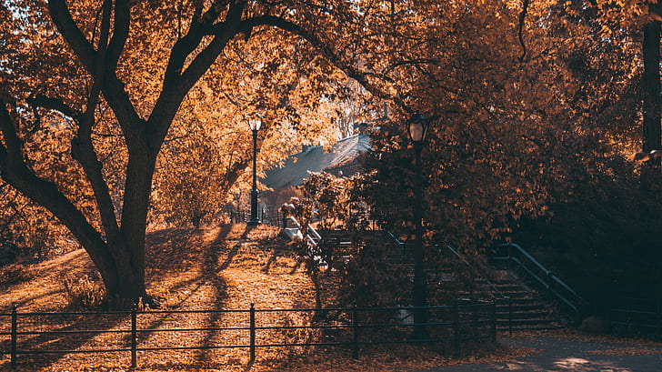 leaves, trees, New York City, Central Park, fall, street light, HD wallpaper