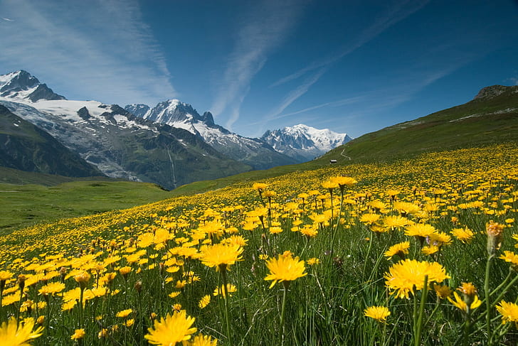 landscape photography of yellow petaled flowers, Meadow, Mountains