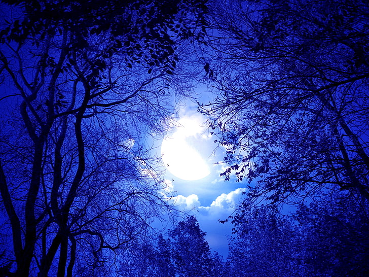 HD wallpaper: Beautiful Beauty Moonlight Sonnet Nature Forests HD Art, Blue  | Wallpaper Flare